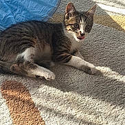 Bloom a rejoint le concours — aidez-le/la à gagner de superbes lots ! cat, kitten, indoor, carpet, sunlight, tongue_out, playful, toy, blue, striped, white_paws, resting, pet, cute, young_cat, feline, shadow, home, cozy, animal