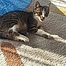 cat, kitten, indoor, carpet, sunlight, tongue_out, playful, toy, blue, striped, white_paws, resting, pet, cute, young_cat, feline, shadow, home, cozy, animal