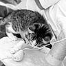 Bloom a rejoint le concours — aidez-le/la à gagner de superbes lots ! kitten, cat, toy, string, cat_tree, feline, curious, playful, whiskers, fur, paw, indoor, pet, animal, close_up, black_and_white, scratching_post, cute, young, mammal