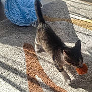 Bloom participe au concours pour gagner de l'argent avec cette photo : animal, blue_tunnel, carpet, cat, cute, feline, floor, home, indoor, kitten, orange, pet, playful, shadow, small, striped, sunlight, toy, walking, young_cat