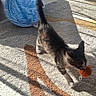 animal, blue_tunnel, carpet, cat, cute, feline, floor, home, indoor, kitten, orange, pet, playful, shadow, small, striped, sunlight, toy, walking, young_cat