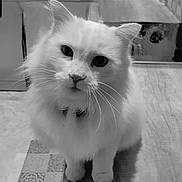 Brioche a rejoint le concours — aidez-le/la à gagner de superbes lots ! cat, closeup, collar, curious, domestic_animal, eyes, feline, fluffy, fur, indoor, long_hair, looking_at_camera, paws, pet, portrait, sitting, tile_pattern, whiskers, white_cat, wood_floor