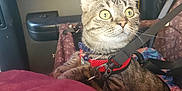 Frosty is registered to the contest to win money with this photo: cat, tabby, car_interior, seatbelt, harness, window, curious, pet, feline, collar, travel, seat, restraint, indoor, animal, closeup, alert, domestic_animal, transportation, safety