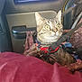 cat, tabby, car_interior, seatbelt, harness, window, curious, pet, feline, collar, travel, seat, restraint, indoor, animal, closeup, alert, domestic_animal, transportation, safety
