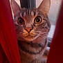 cat, tabby, curious, window, curtains, indoor, pet, animal, closeup, face, whiskers, ears, feline, looking, soft_light, domestic, fur, eyes, nose, home