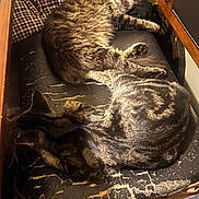 Fluffy is registered to the contest to win money with this photo: cat, cats, sleeping, resting, feline, fluffy, striped, cushion, worn, indoor, wooden_furniture, checkered_pillow, cozy, nap, pets, animal, fur, relaxing, domestic, companion