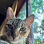Box is registered to the contest to win money with this photo: cat, tabby, close_up, portrait, green_eyes, whiskers, window, daylight, indoor, curious, feline, pet, animal, nature_background, relaxed, soft_light, ears, fur, nose