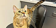 Box is registered to the contest to win money with this photo: cat, tabby_cat, chair, office, computer, keyboard, monitor, desk, whiskers, fur, alert, curious, indoor, furniture, pet, animal, tail, floor, workplace, black_chair