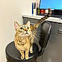 alert, animal, black_chair, cat, chair, computer, curious, desk, floor, fur, furniture, indoor, keyboard, monitor, office, pet, tabby_cat, tail, whiskers, workplace