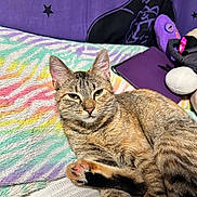 Box joined the competition — help win amazing prizes! cat, tabby, pet, animal, indoor, bed, blanket, colorful, pillow, purple, stars, tablet, plush_toy, relaxed, cute, feline, paw, fur, sleepy, cozy