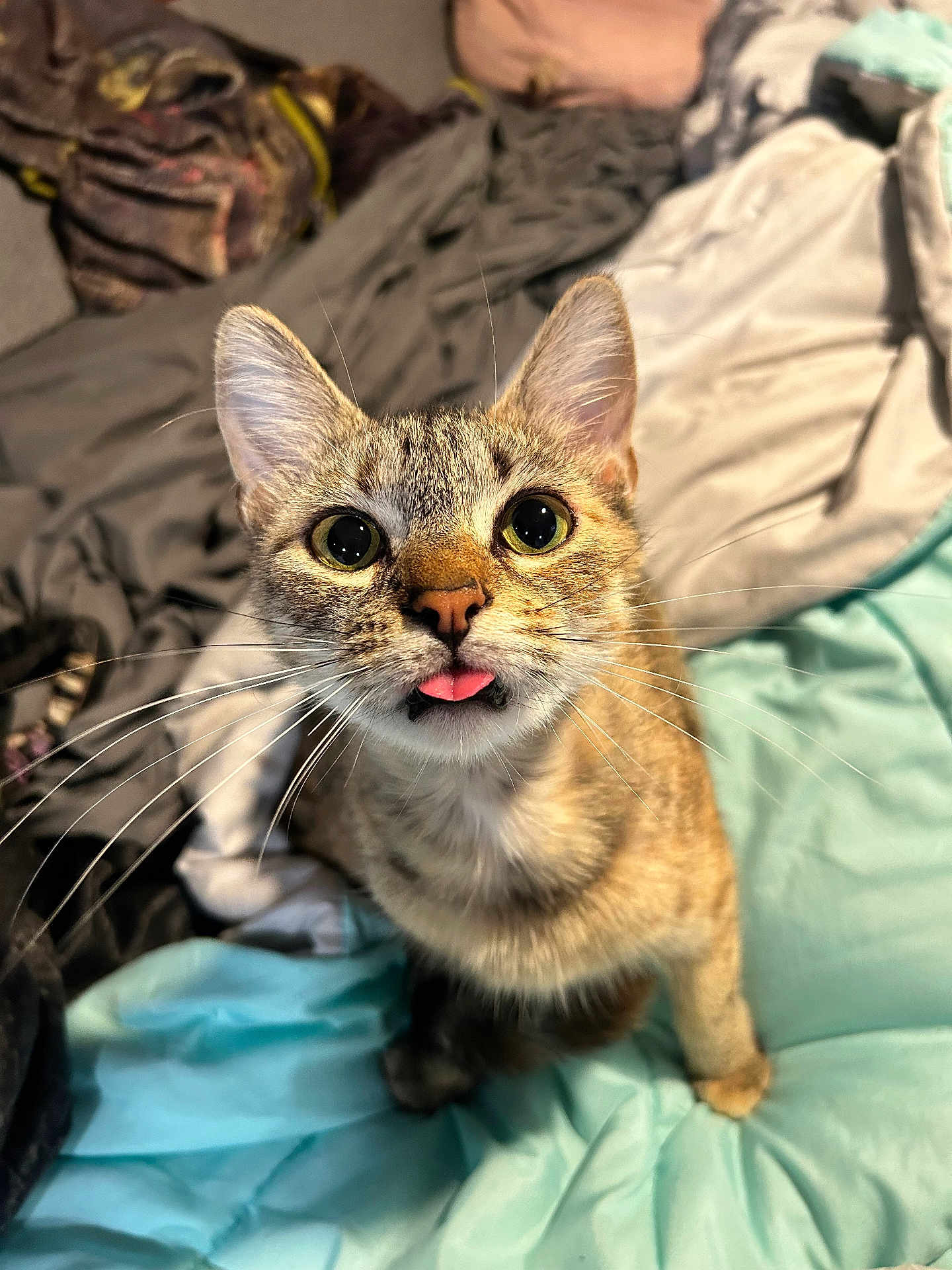 Box is registered to the contest to win money with this photo: cat, tabby, pet, animal, tongue, bed, blanket, fur, whiskers, ears, eyes, cute, indoor, curious, looking_up, close_up, mammal, feline, domestic, soft