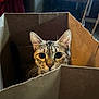 Box is registered to the contest to win money with this photo: cat, tabby_cat, paper_bag, indoor, curious, pet, animal, whiskers, ears, face, eyes, brown, feline, domestic_cat, close_up, box, cute, looking, sitting, home