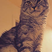 Athéna a rejoint le concours — aidez-le/la à gagner de superbes lots ! cat, tabby, fluffy, indoor, close_up, fur, whiskers, ears, paws, pet, animal, cute, feline, sitting, portrait, domestic_cat, expression, muzzle, soft_light, warm_tone