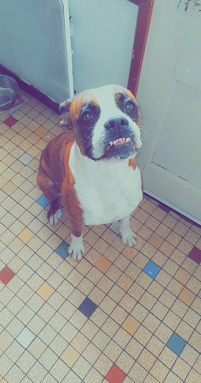 Chanel participe au concours pour gagner de l'argent avec cette photo : american_bulldog, australian_bulldog, boxer, bulldog, canidae, carnivore, companion_dog, dog, dog_breed, fawn, mammal, non_sporting_group, nose, pit_bull, puppy, rare_breed_dog, snout, tail, toy_bulldog, valley_bulldog