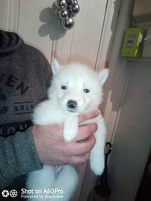 Yuma a rejoint le concours — aidez-le/la à gagner de superbes lots ! berger_blanc_suisse, canidae, carnivore, companion_dog, dog, dog_breed, indian_spitz, japanese_spitz, kintamani, kishu, mammal, non_sporting_group, pomeranian, puppy, rare_breed_dog, samoyed, spitz, vertebrate, volpino_italiano, west_highland_white_terrier