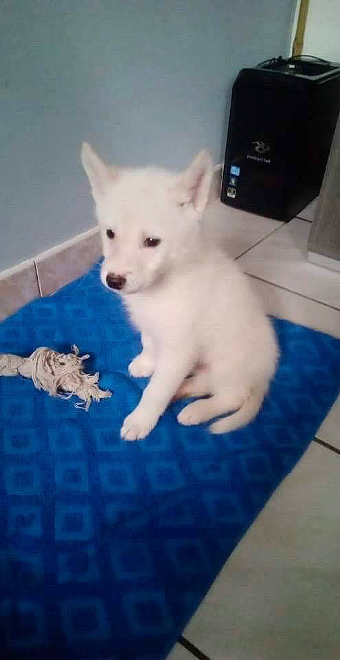 Yuma participe au concours pour gagner de l'argent avec cette photo : american_eskimo_dog, berger_blanc_suisse, canidae, carnivore, dog, dog_breed, fawn, indian_spitz, japanese_spitz, kintamani, kishu, korean_jindo_dog, mammal, non_sporting_group, nose, pomeranian, puppy, samoyed, vertebrate, white_shepherd