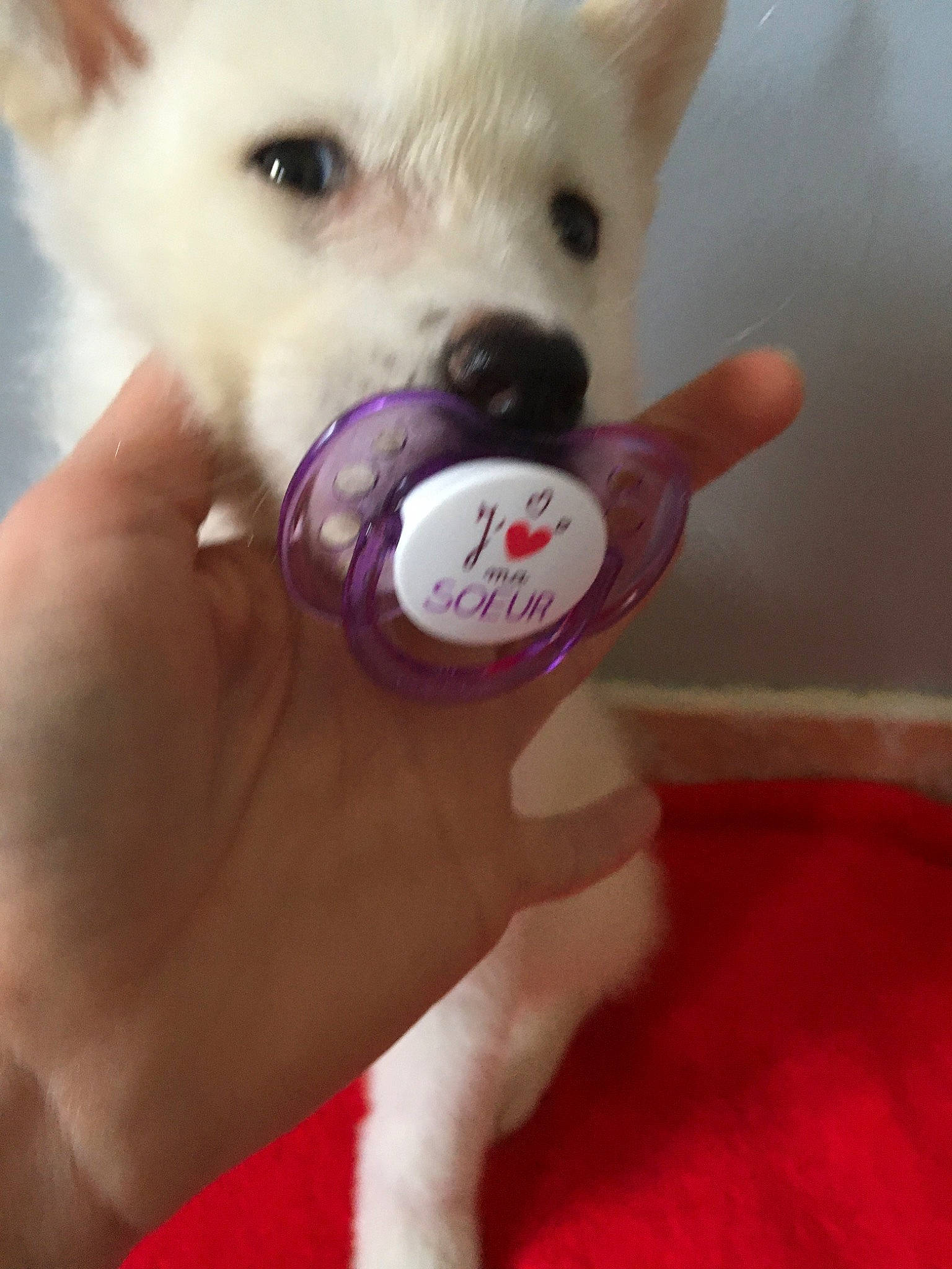 Yuma participe au concours pour gagner de l'argent avec cette photo : canidae, carnivore, companion_dog, dog, dog_breed, ear, eye, head, japanese_spitz, lip, mammal, mouth, non_sporting_group, nose, pomeranian, puppy, puppy_love, skin, snout, toy_dog