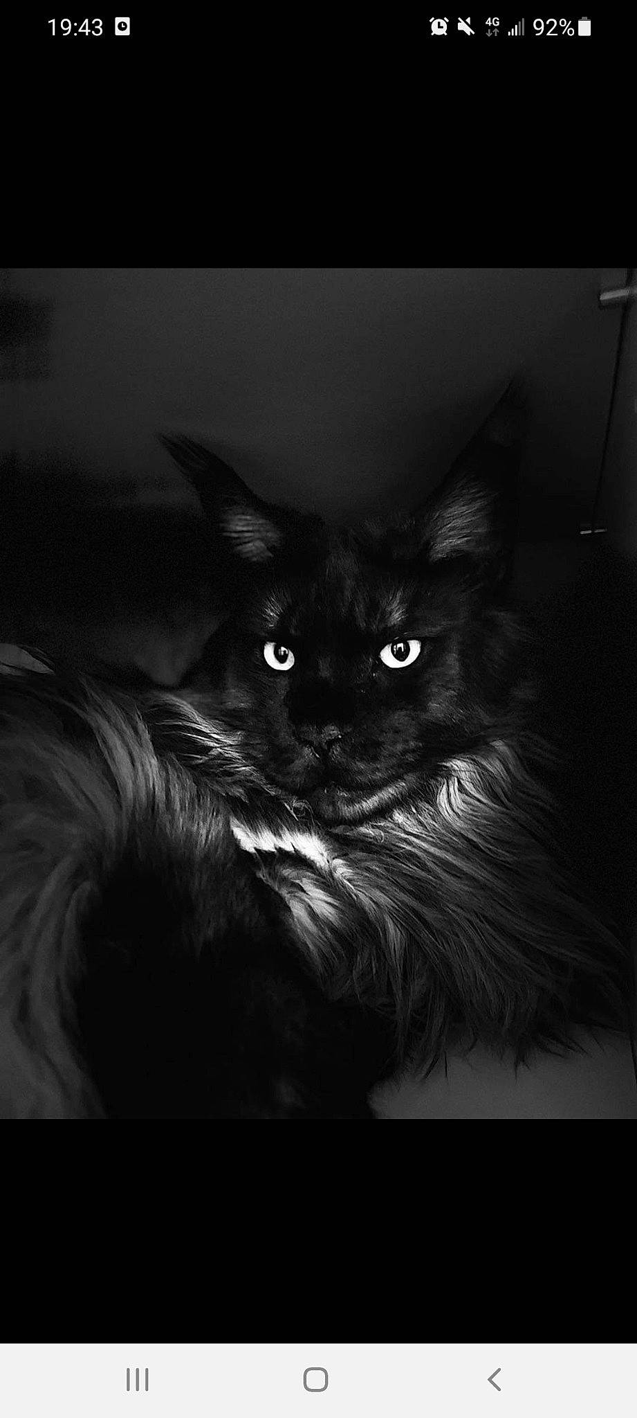 Nemo a rejoint le concours — aidez-le/la à gagner de superbes lots ! black_cat, carnivore, cat, claw, comfort, darkness, domestic_short_haired_cat, felidae, fur, monochrome, monochrome_photography, small_to_medium_sized_cats, snout, still_life_photography, tail, terrestrial_animal, whiskers, window