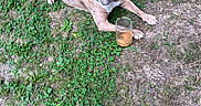 Sheba is registered to the contest to win money with this photo: dog, brindle, grass, outdoor, pet, jar, animal, nature, curious, lying_down, canine, ears_up, collar, ground, greenery, daylight, snout, four_legs, paw, looking_up