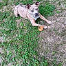 dog, brindle, grass, outdoor, pet, jar, animal, nature, curious, lying_down, canine, ears_up, collar, ground, greenery, daylight, snout, four_legs, paw, looking_up