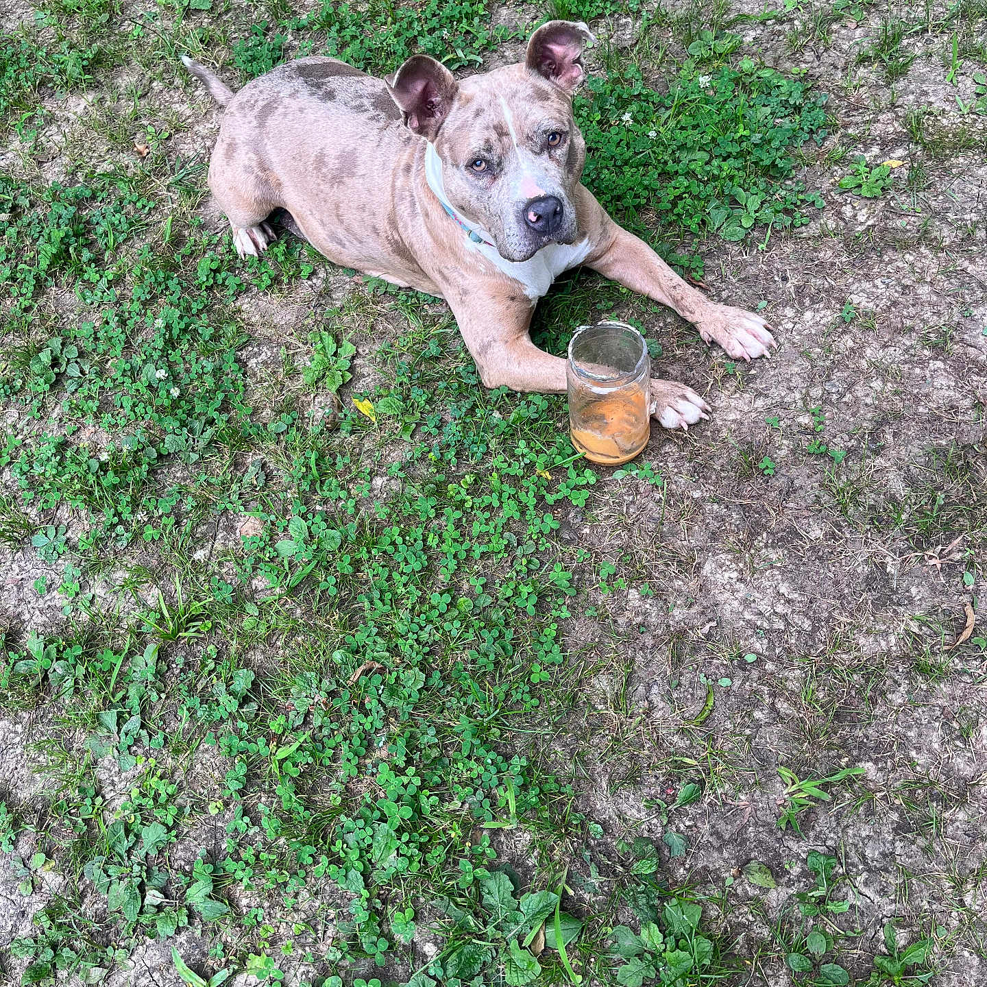 Sheba