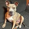 Sheba is registered to the contest to win money with this photo: dog, brindle, couch, indoor, pet, canine, furniture, wooden_chair, relaxed, looking_at_camera, brown, white_paws, collar, living_room, decor, route_66_sign, nostalgic, seated, domestic_animal, companion