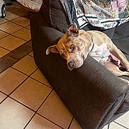 Sheba joined the competition — help win amazing prizes! dog, couch, blanket, indoor, floor, tile_floor, resting, relaxed, furniture, home, pet, canine, collar, armrest, living_room, chair, brown, beige, domestic, cozy