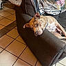 dog, couch, blanket, indoor, floor, tile_floor, resting, relaxed, furniture, home, pet, canine, collar, armrest, living_room, chair, brown, beige, domestic, cozy