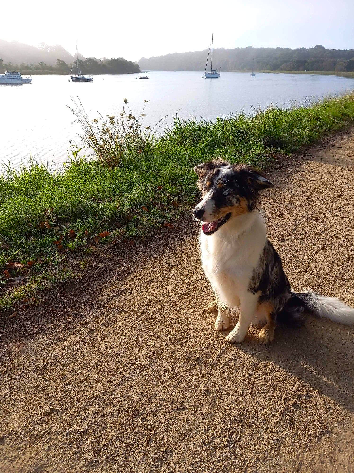 Nala participe au concours pour gagner de l'argent avec cette photo : bank, beach, canidae, carnivore, channel, coast, coastal_and_oceanic_landforms, collar, companion_dog, dog, dog_breed, lake_district, loch, mammal, reservoir, shore, snout, sporting_group, watercraft, working_animal