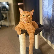 Simba is registered to the contest to win money with this photo: alert, animal, carpet, cat, cat_tree, collar, curtains, cute, domestic, feline, fur, home, indoor, mammal, orange_tabby, paw, pet, relaxed, resting, window_light