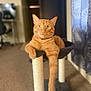 alert, animal, carpet, cat, cat_tree, collar, curtains, cute, domestic, feline, fur, home, indoor, mammal, orange_tabby, paw, pet, relaxed, resting, window_light
