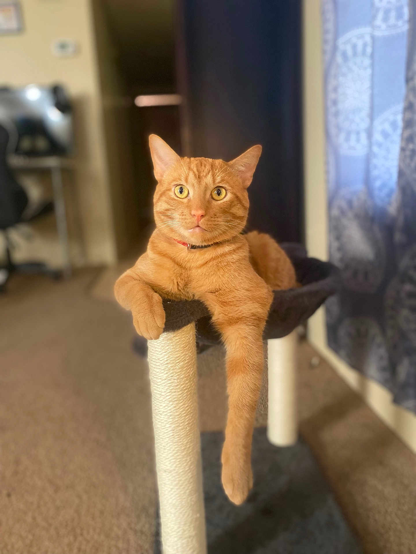 Simba