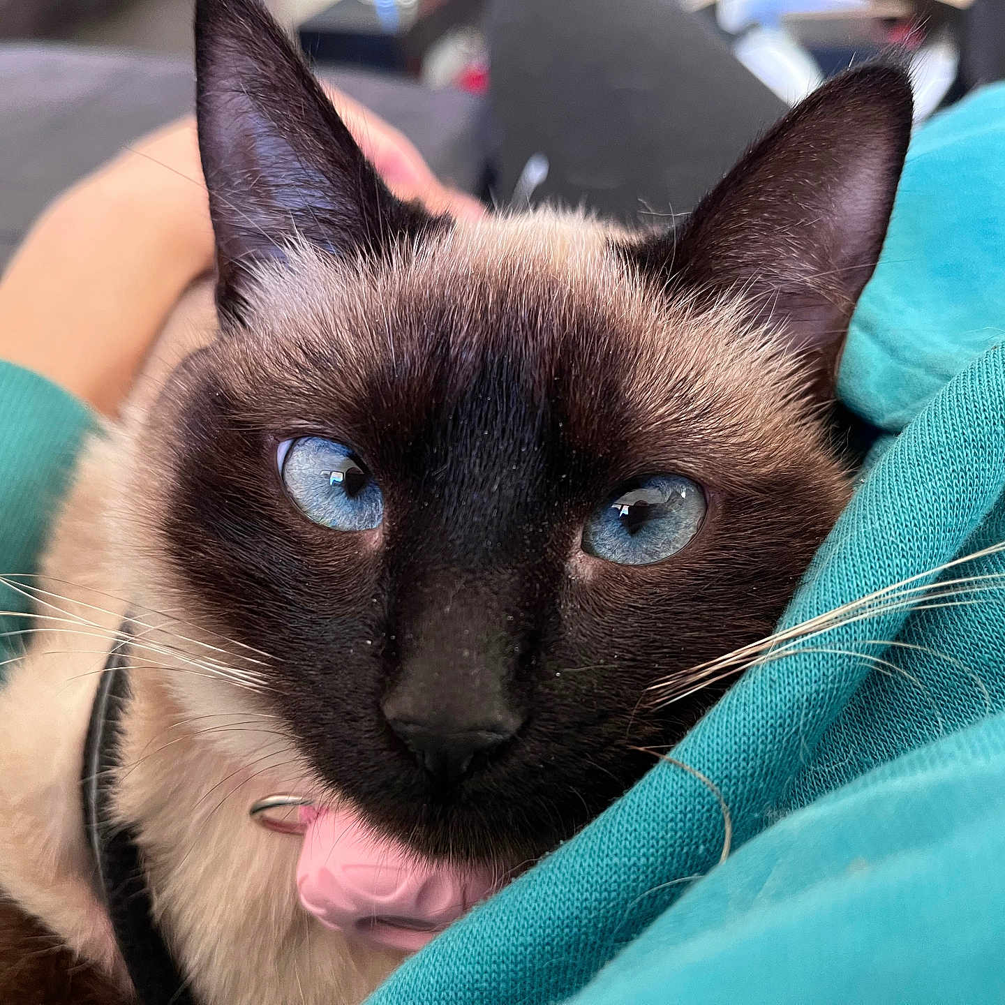 Utopia participe au concours pour gagner de l'argent avec cette photo : animal, blanket, cat, kitten, pet, siamese