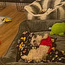 Kash is registered to the contest to win money with this photo: blanket, cozy, cute, dog, dog_bed, fur, green_toy, home, indoor, lying_down, nap, pet, pet_bed, plush, red_clothing, sleeping, small_dog, toy, wooden_floor, yellow_toy
