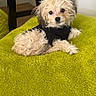 Kash is registered to the contest to win money with this photo: black_shirt, blanket, brown_and_white, cozy, cute, dog, fluffy, furniture, green_blanket, home, indoors, long_hair, looking_at_camera, lying_down, pet, portrait, puppy, scruffy, sitting, small_dog