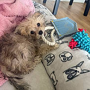 Kash joined the competition — help win amazing prizes! ball_toy, black_eyes, blanket, chair, chewing, cozy, dog, hardwood_floor, indoors, living_room, pet_portrait, pink_blanket, playful, playing, plush_toy, puppy, rope_toy, shaggy_fur, small_dog, tan_fur