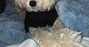 Kash is registered to the contest to win money with this photo: animal, bed, black_shirt, blanket, blue_blanket, close_up, cozy, curly_fur, dog, dogs, fluffy, indoor, lying_down, pet, portrait, puppy, sitting, sleepy, small_dog, white_fur