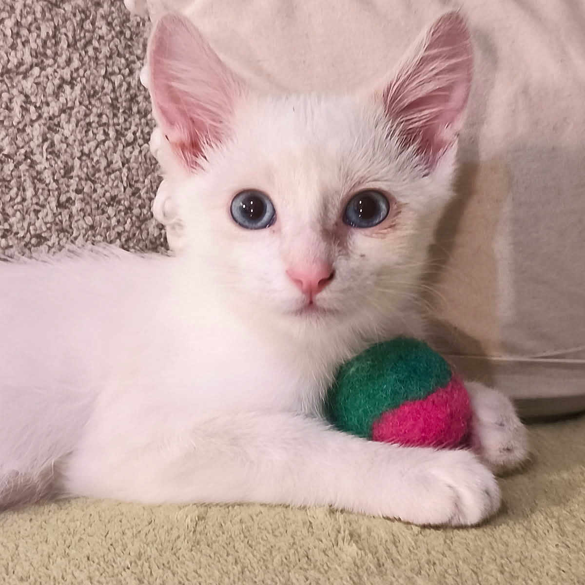 Balou a rejoint le concours — aidez-le/la à gagner de superbes lots ! animal, blanket, blue_eyes, carpet, closeup, cozy, curious, cute, feline, felt_ball, fur, indoor, kitten, paws, pet, playful, resting, toy, white_cat, young