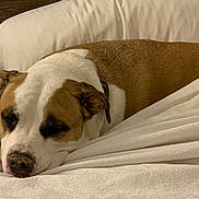 Lucy joined the competition — help win amazing prizes! dog, sleeping_dog, bed, pillow, white_bedding, brown_and_white, snout, pet, domestic_animal, sleeping, cozy, close_up, indoor, canine, fur, muzzle, collar, resting, bedroom, blanket