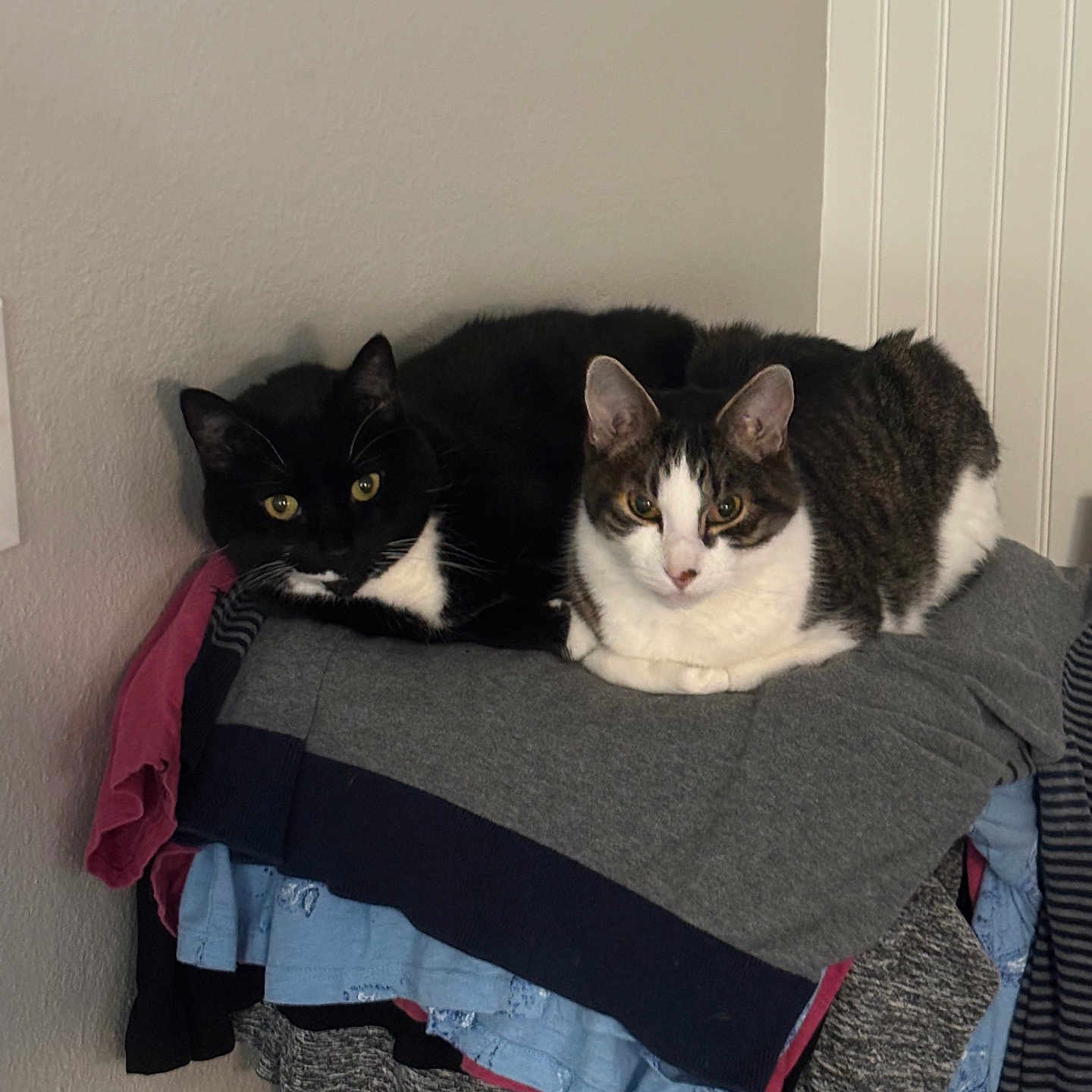 Spooky And Tigger