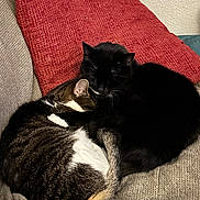 Spooky And Tigger is registered to the contest to win money with this photo: cat, cats, cuddling, sleeping, sofa, couch, pillow, black_cat, tabby_cat, fur, pet, indoor, cozy, nap, whiskers, tail, texture, home, relaxing, companion