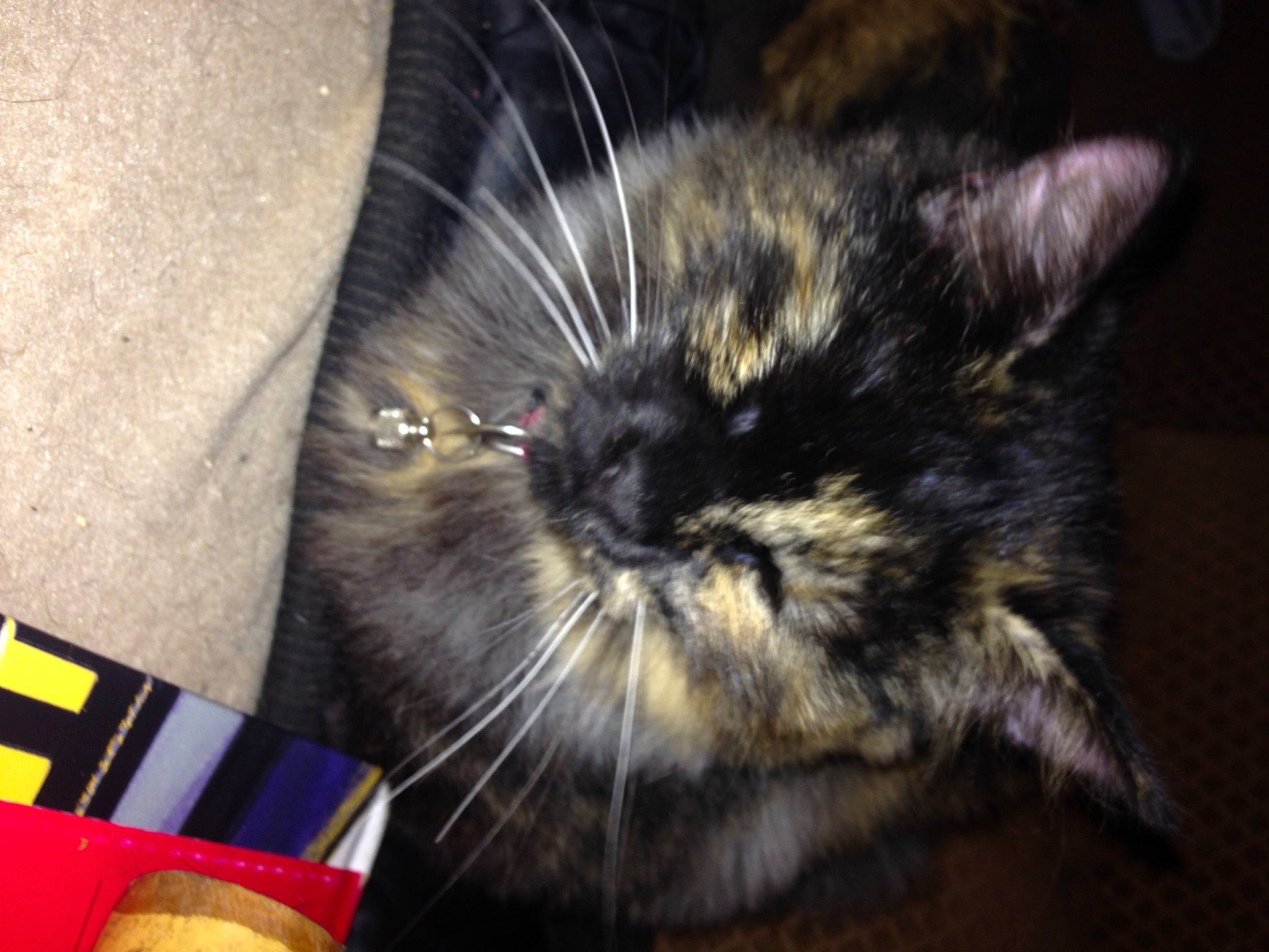 Orora a rejoint le concours — aidez-le/la à gagner de superbes lots ! box, carnivore, cat, claw, domestic_short_haired_cat, felidae, fur, paw, small_to_medium_sized_cats, snout, whiskers