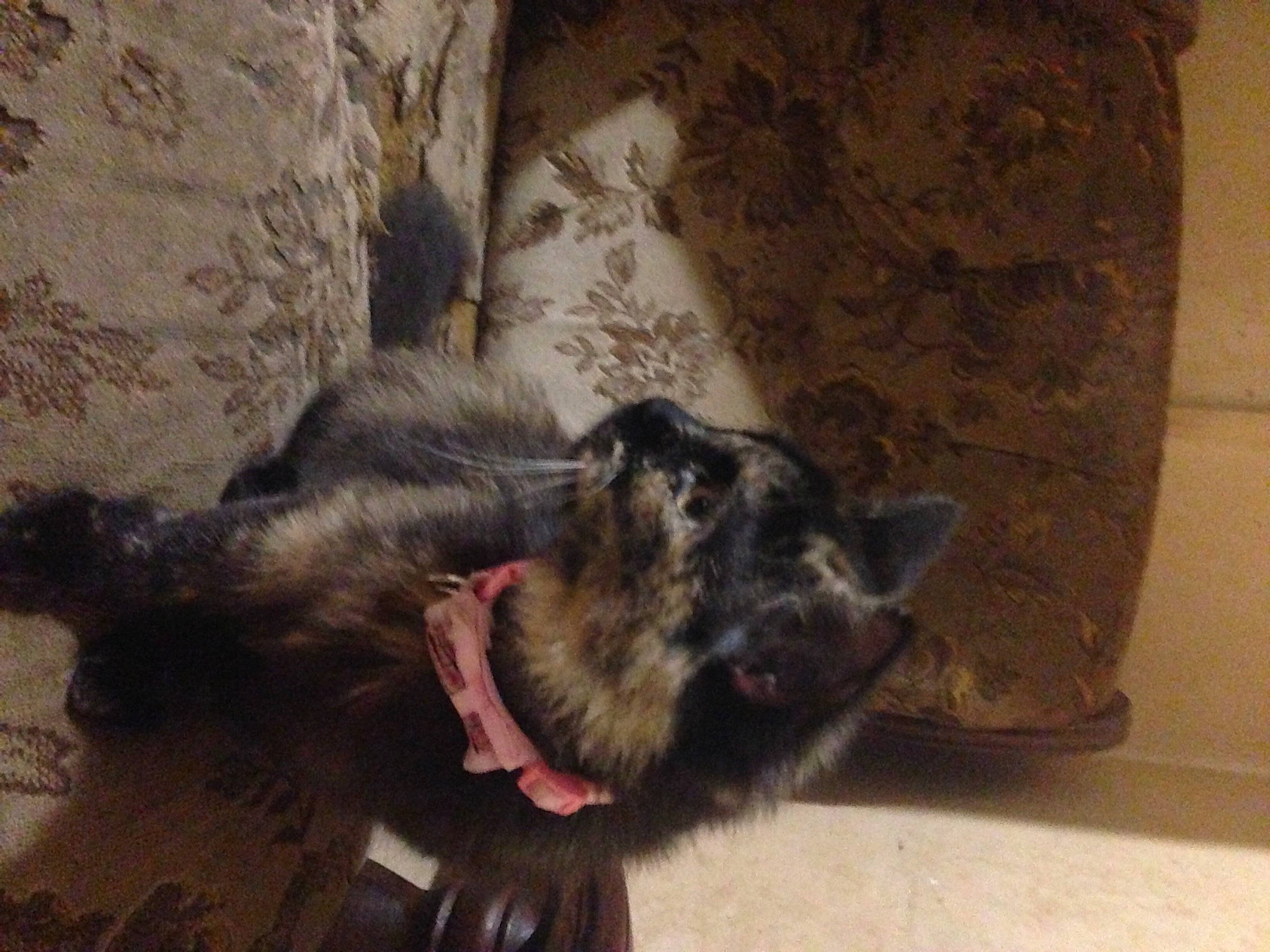 Orora participe au concours pour gagner de l'argent avec cette photo : canidae, carnivore, claw, companion_dog, dog, dog_breed, domestic_short_haired_cat, fawn, felidae, fur, paw, pet_supply, schnauzer, small_to_medium_sized_cats, snout, sporting_group, tail, terrestrial_animal, whiskers, working_animal