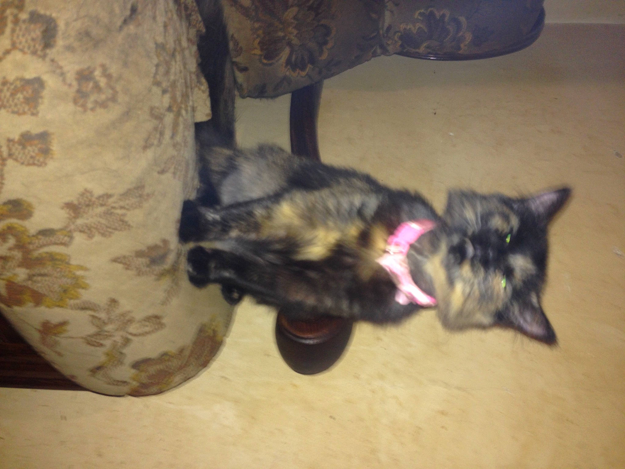 Orora a rejoint le concours — aidez-le/la à gagner de superbes lots ! black_cat, carnivore, cat, claw, comfort, dog_breed, domestic_short_haired_cat, felidae, floor, flooring, foot, fur, mammal, paw, small_to_medium_sized_cats, sporting_group, tail, vertebrate, whiskers