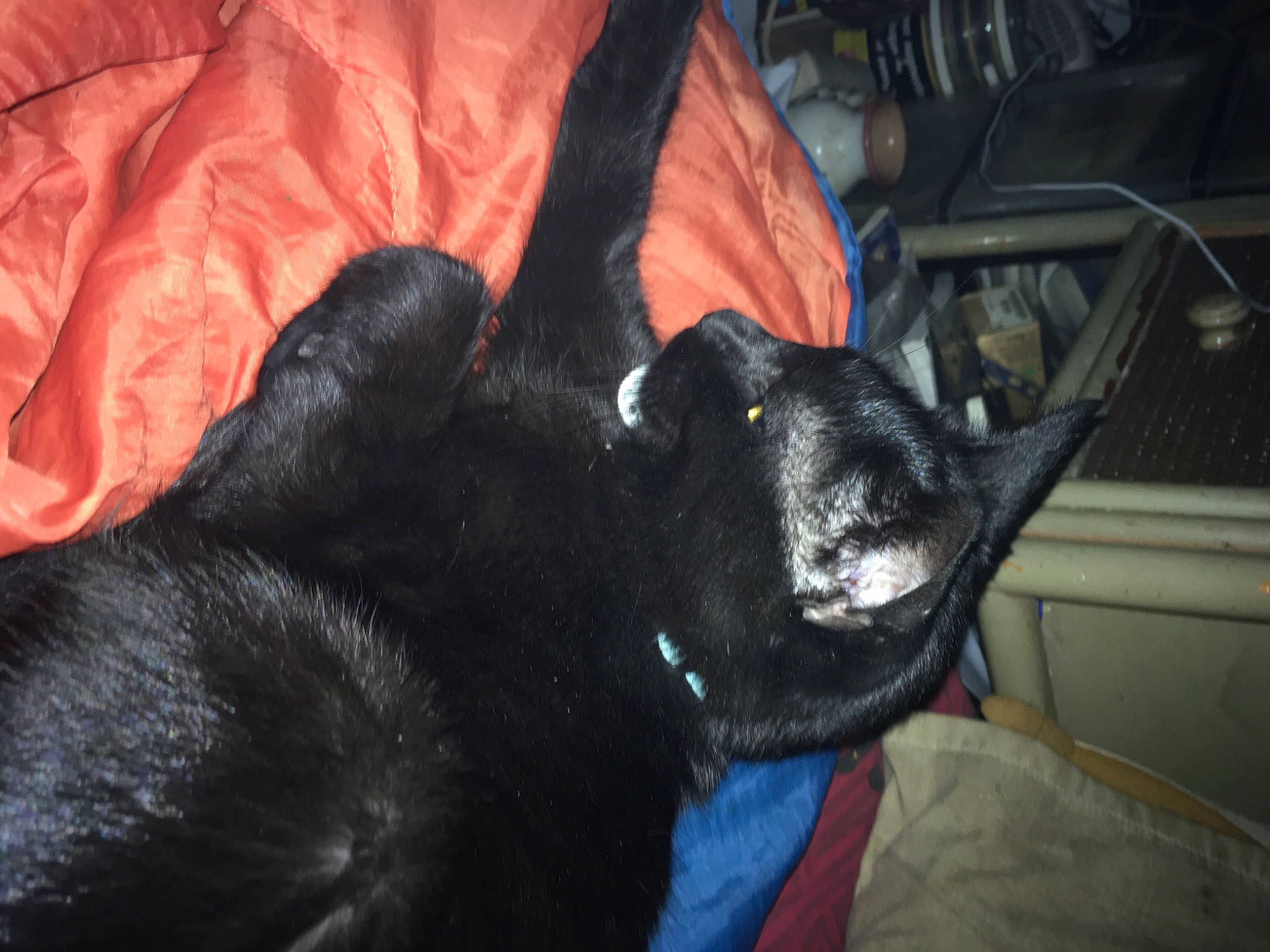 Gyzmo participe au concours pour gagner de l'argent avec cette photo : black_cat, carnivore, claw, comfort, companion_dog, dog_breed, ear, felidae, fur, guard_dog, small_to_medium_sized_cats, snout, sporting_group, tail, whiskers