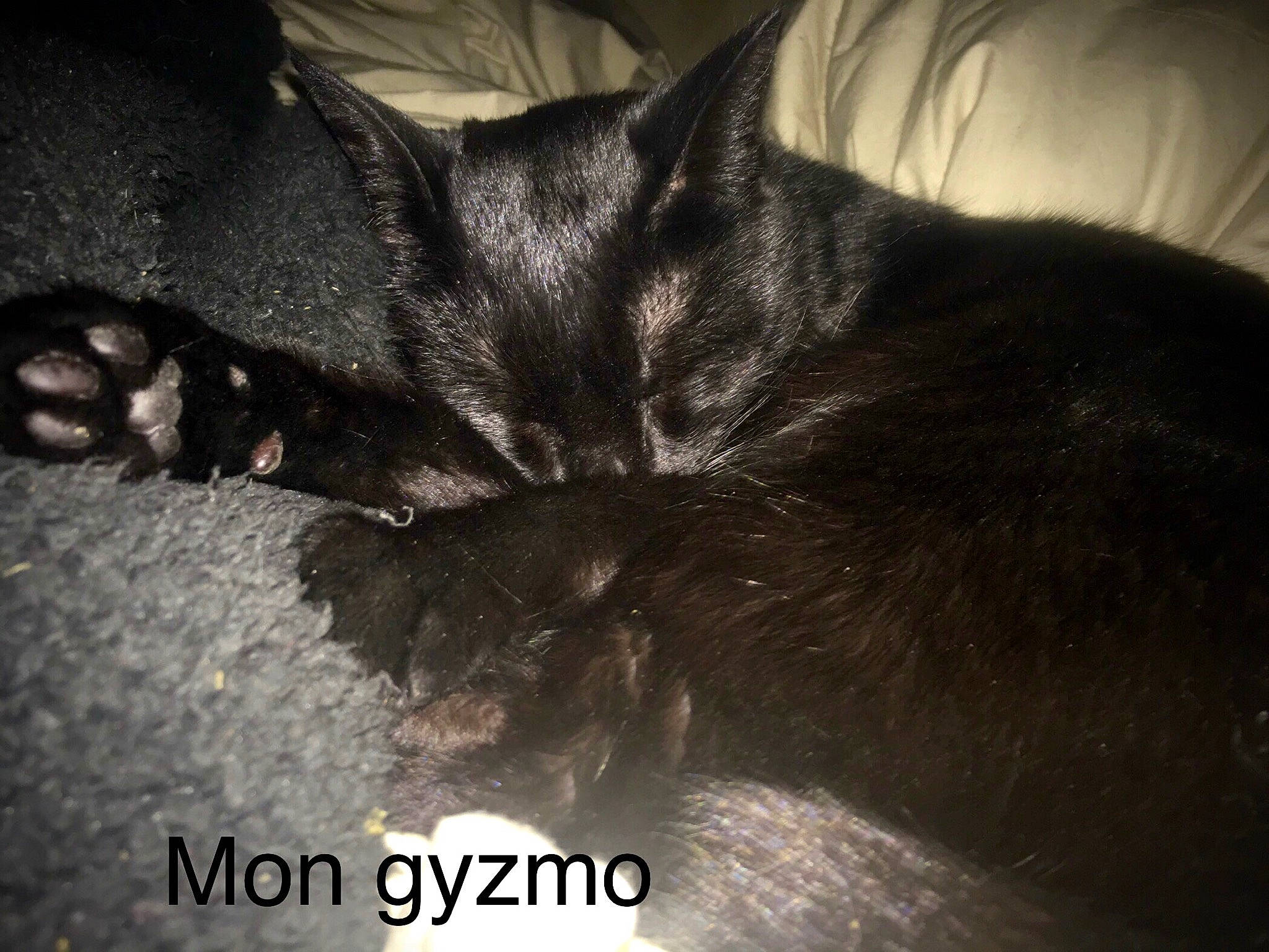 Gyzmo a rejoint le concours — aidez-le/la à gagner de superbes lots ! black_cat, canidae, carnivore, cat, claw, comfort, dog_breed, domestic_short_haired_cat, ear, felidae, font, foot, fur, gesture, human_leg, paw, small_to_medium_sized_cats, snout, tail, whiskers