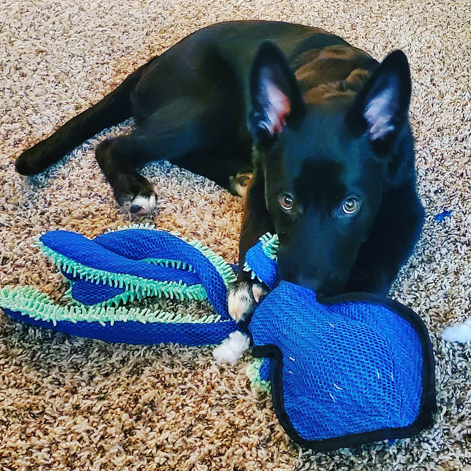 Courage is registered to the contest to win money with this photo: canidae, carnivore, chihuahua, collar, companion_dog, dog, dog_breed, dog_supply, electric_blue, fashion_accessory, fawn, fur, pet_supply, snout, soil, sporting_group, tail, toy_dog, whiskers, working_animal