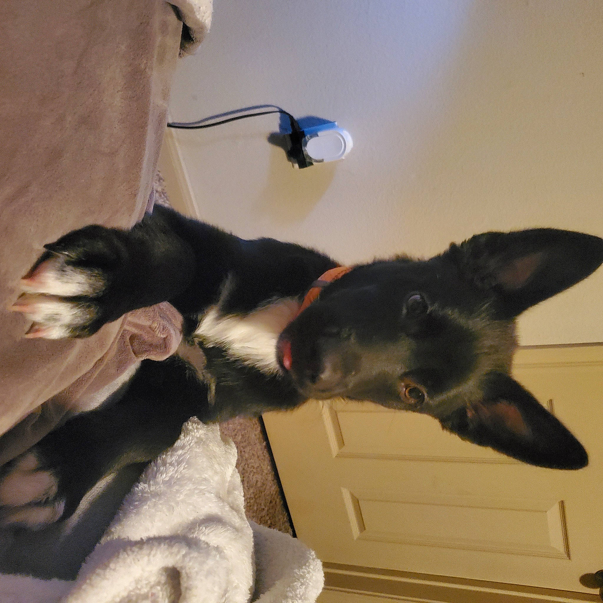 Courage is registered to the contest to win money with this photo: black_cat, canidae, carnivore, cat, claw, comfort, companion_dog, dog_breed, domestic_short_haired_cat, ear, felidae, flooring, fur, hardwood, paw, small_to_medium_sized_cats, snout, sporting_group, tail, whiskers