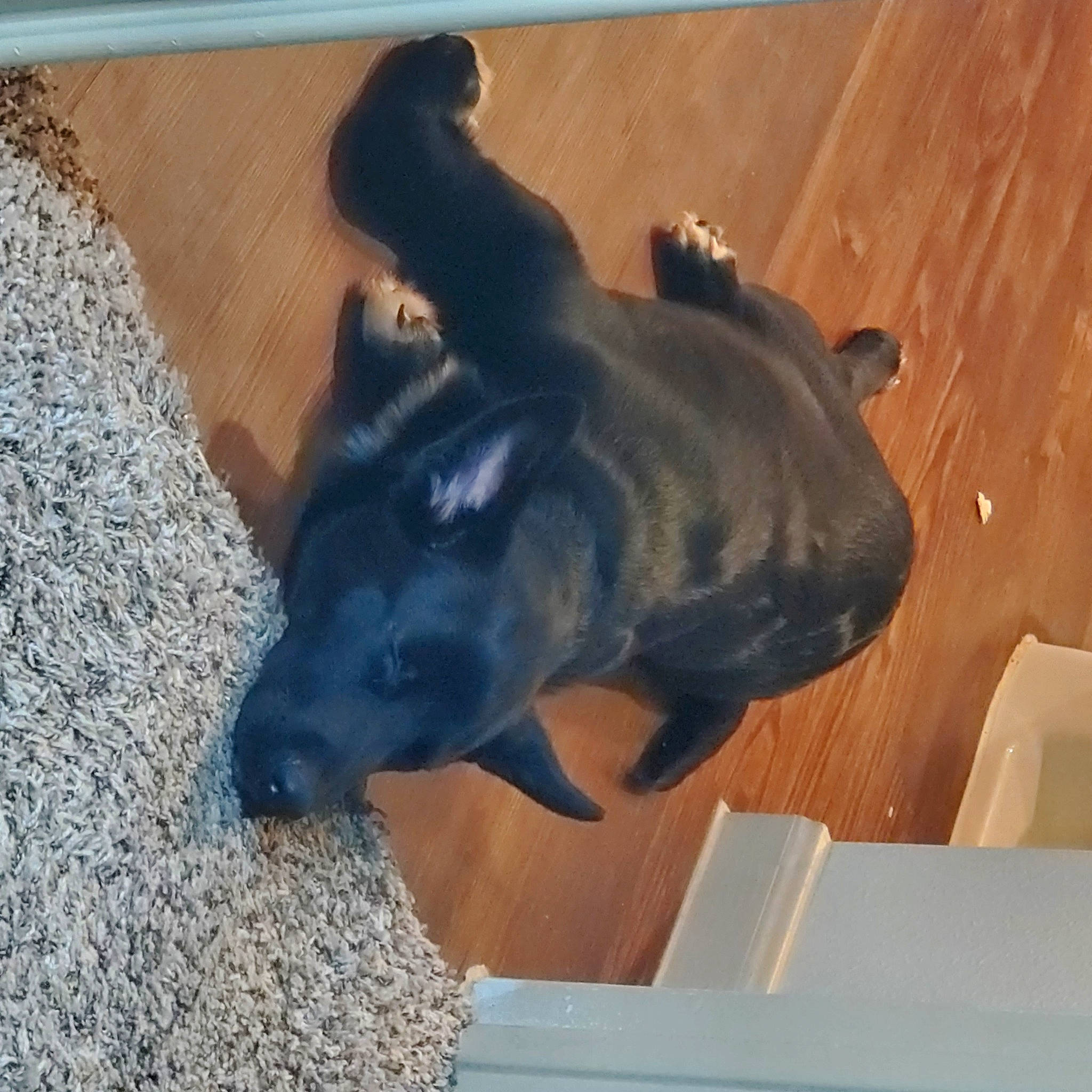 Courage joined the competition — help win amazing prizes! canidae, carnivore, companion_dog, dog, dog_breed, floor, flooring, guard_dog, hardwood, non_sporting_group, tail, terrestrial_animal, wood, working_animal, working_dog