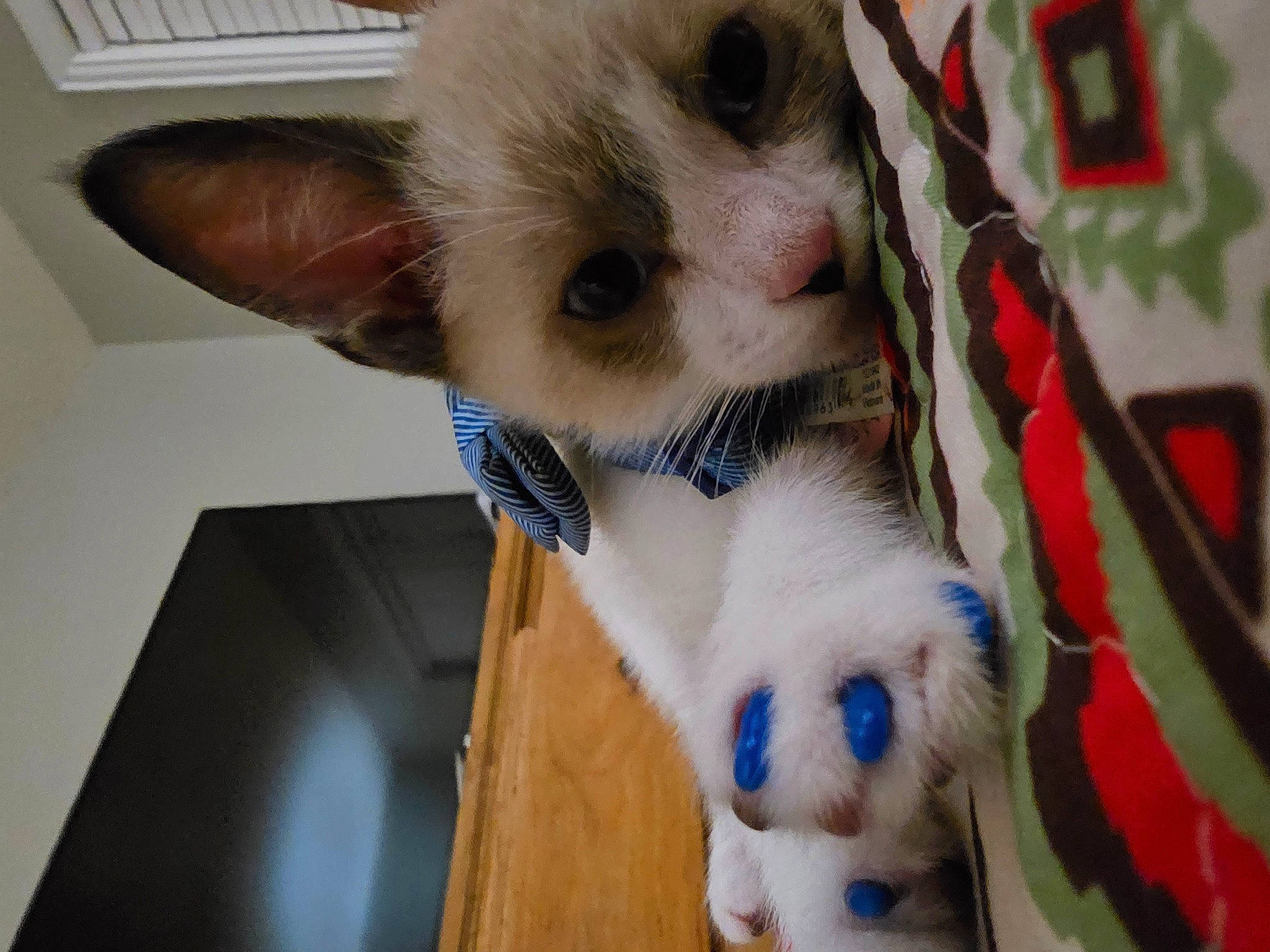 Tom Kitty Meow Meow is registered to the contest to win money with this photo: balinese, carnivore, cat, claw, companion_dog, dog_breed, domestic_short_haired_cat, eyelash, fawn, felidae, foot, fur, mammal, paw, siamese, small_to_medium_sized_cats, snout, stuffed_toy, tail, whiskers